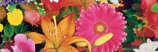 shmanthari's profile banner image
