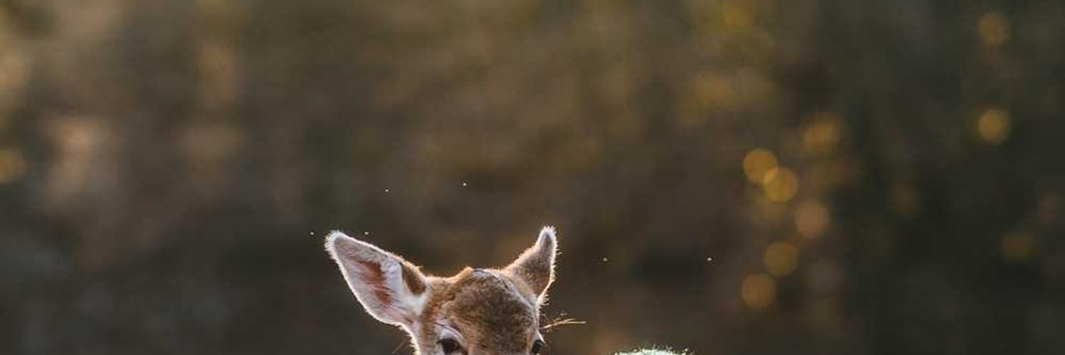 saed (❖,❖) banner
