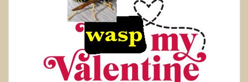 wont shut up about wasps for some reason banner