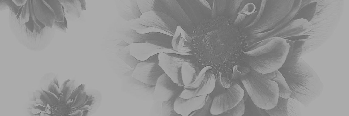 みほ banner