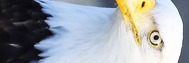 Just Dickens📈📉🧢 banner