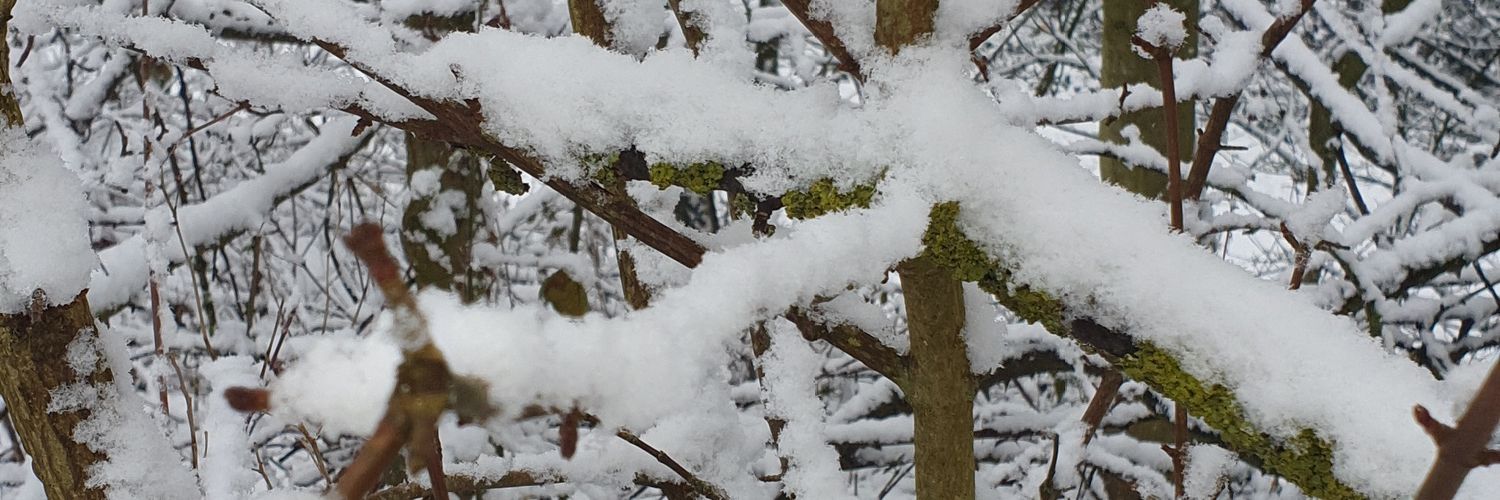 courts 💜🩷 banner