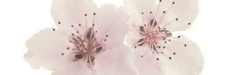 sugarbonsaii's profile banner image