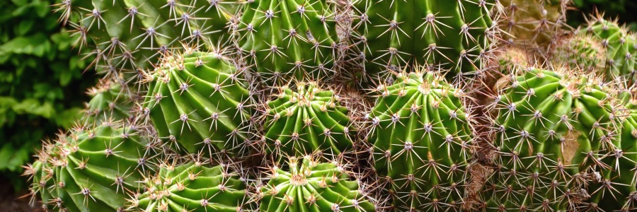 Axel Scherrer banner