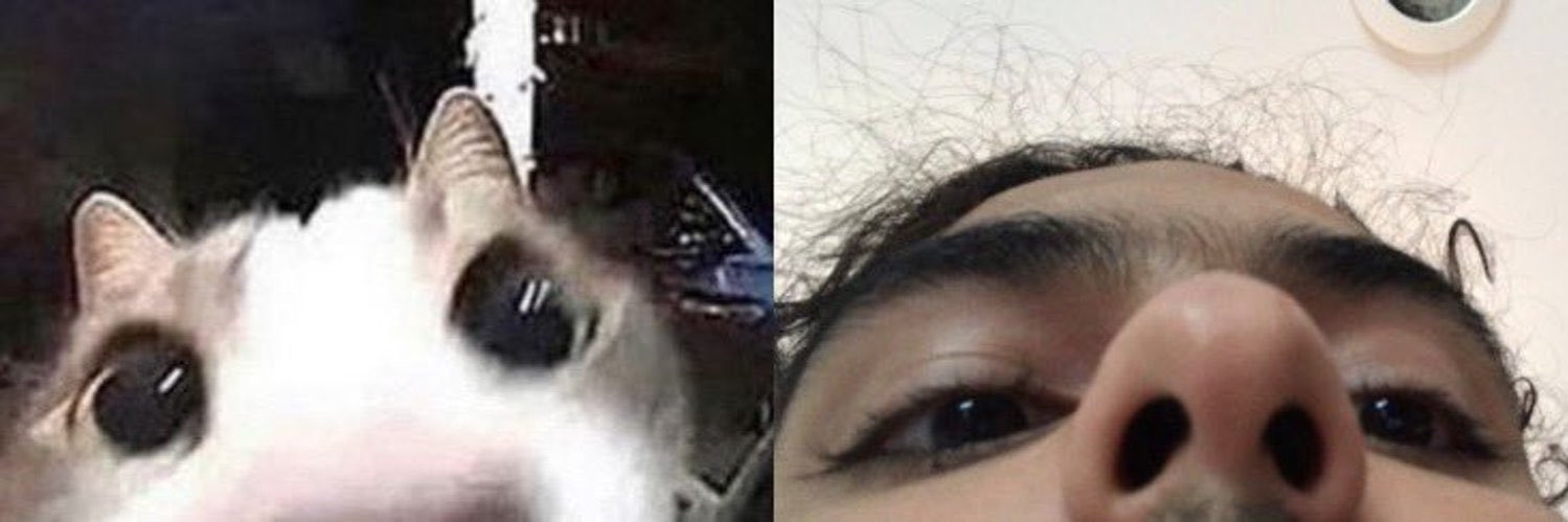 dani banner