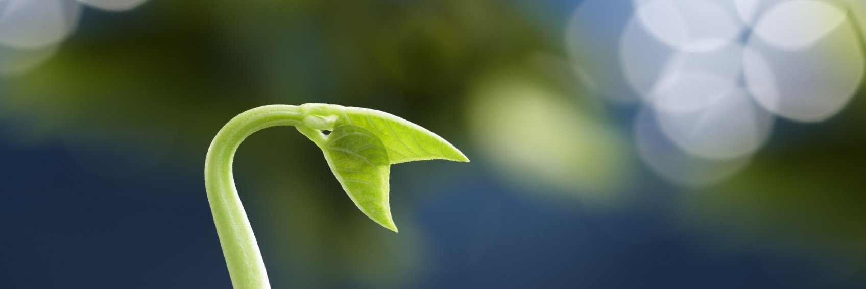 ligayatoroy's profile banner image