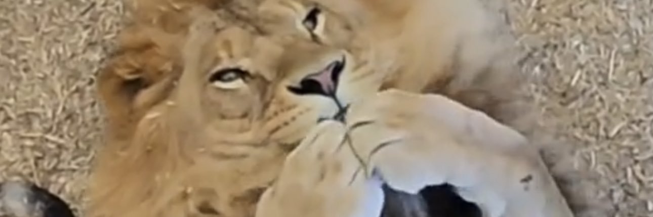 jittlefizzel's profile banner image