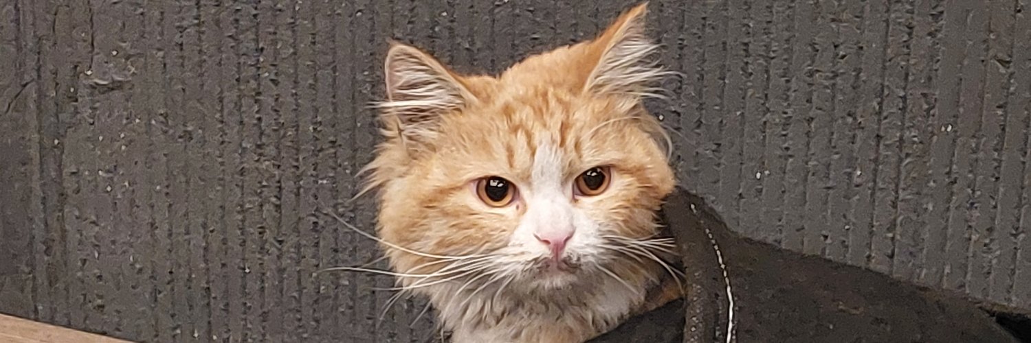 شرلوک خوش شانس banner