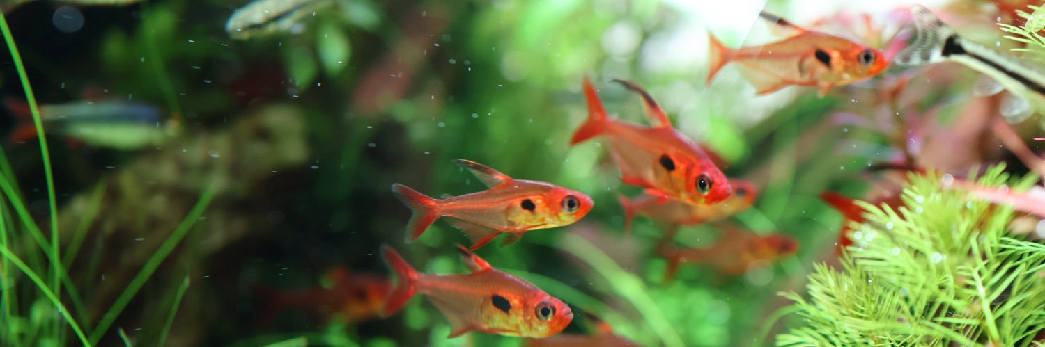 えりんぎ@減量中 banner