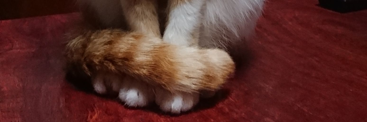 mimimiumimimiu's profile banner image