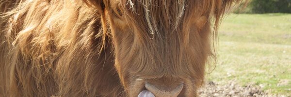 HughbertD Profile Banner