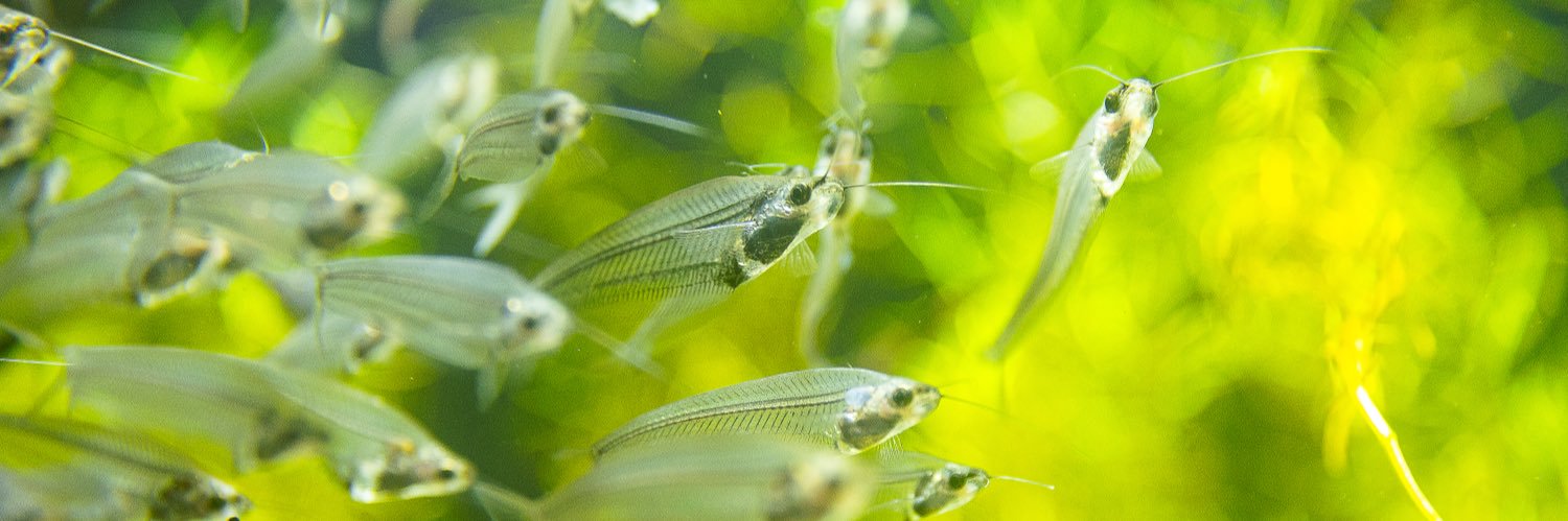 メガモクロー banner