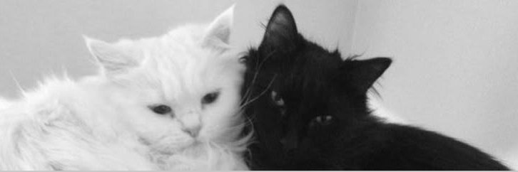 RoxyMus3's profile banner image