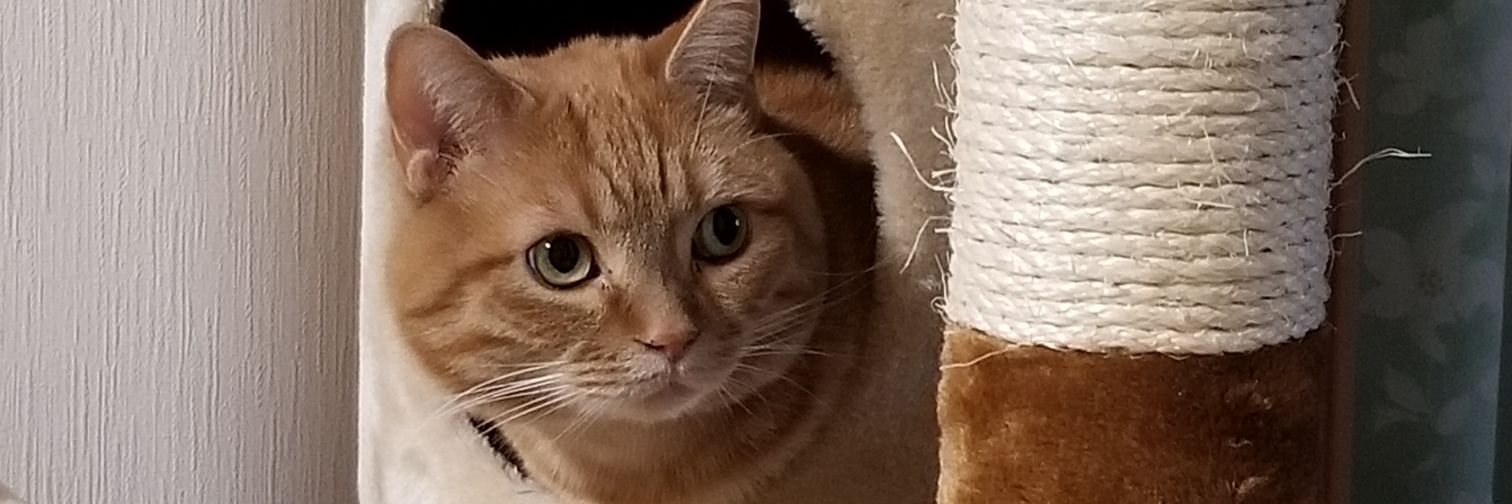 sunachiko's profile banner image