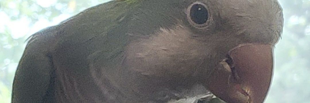 Dbaezsr banner