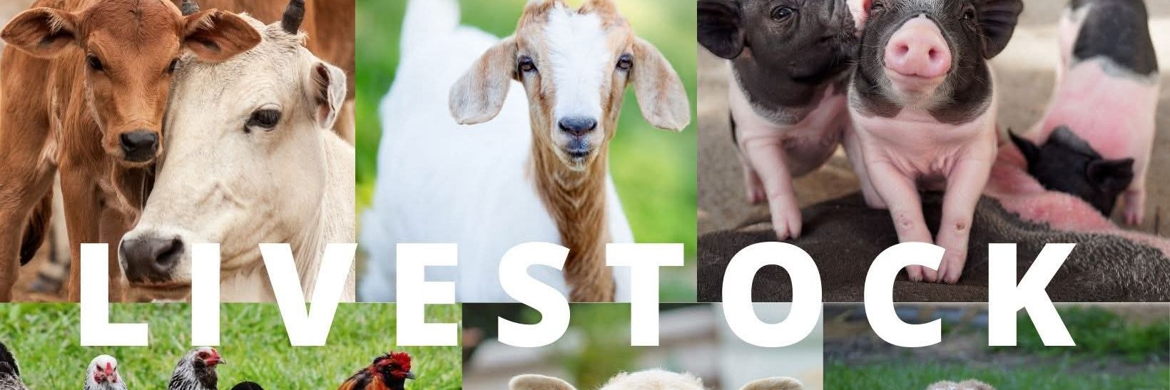 State Department for Livestock Development. banner