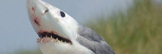 schelest70's profile banner image