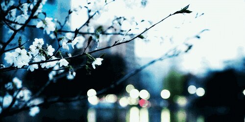 chaichafbrn's profile banner image