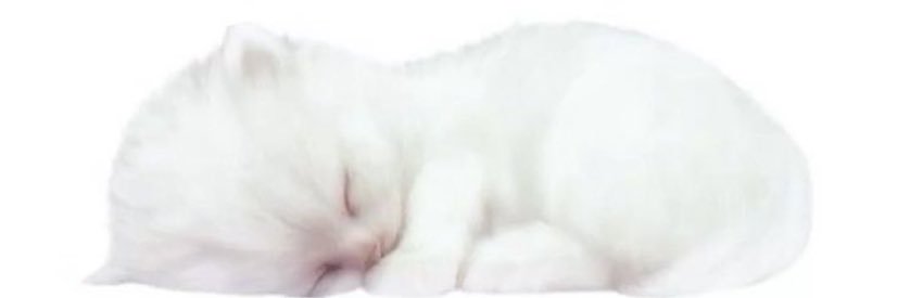 lamponemeow's profile banner image