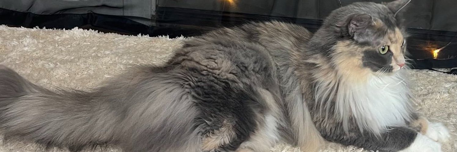 Bonngaddd's profile banner image