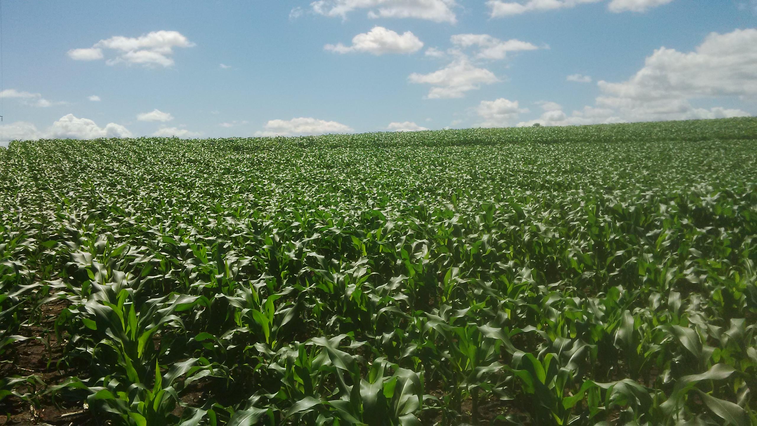 Joseph Gordon banner