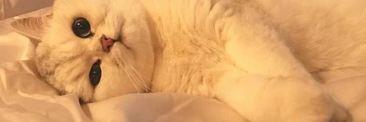 𝙉𝙞𝙣𝙩🌻 banner