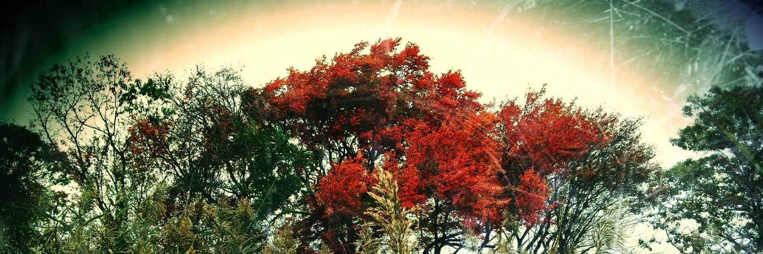 Capecodgrl4life's profile banner image