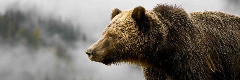 IncendiaryBear's profile banner image