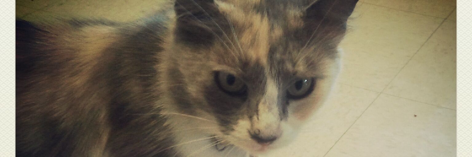 LmNando's profile banner image