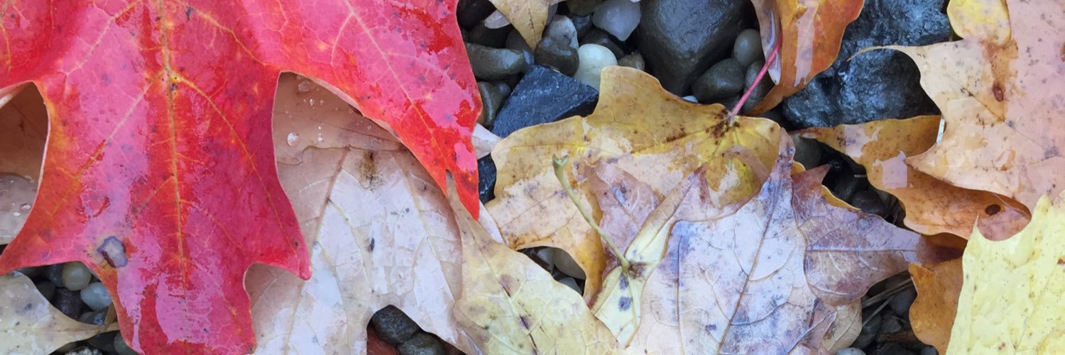 HaleyKeding's profile banner image