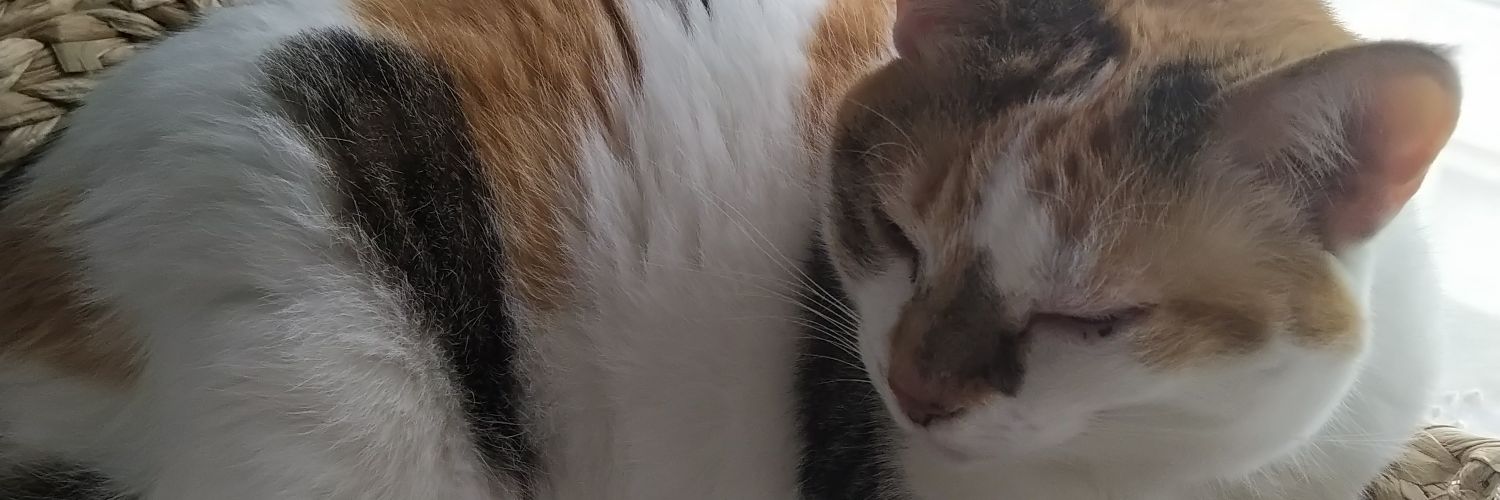 Sirenethecat's profile banner image