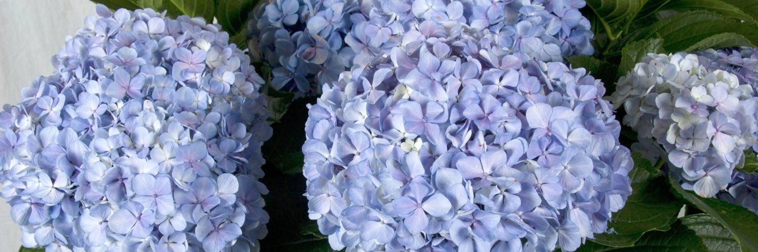 KatherineBehana's profile banner image