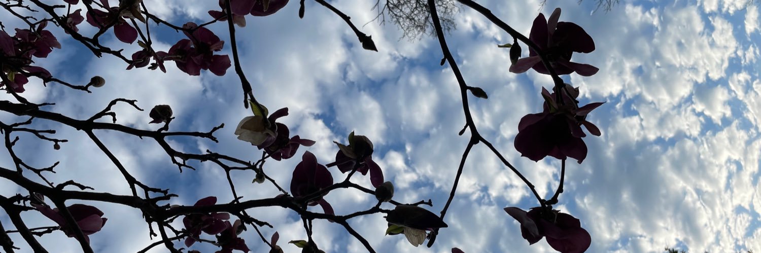 amandaallissa's profile banner image
