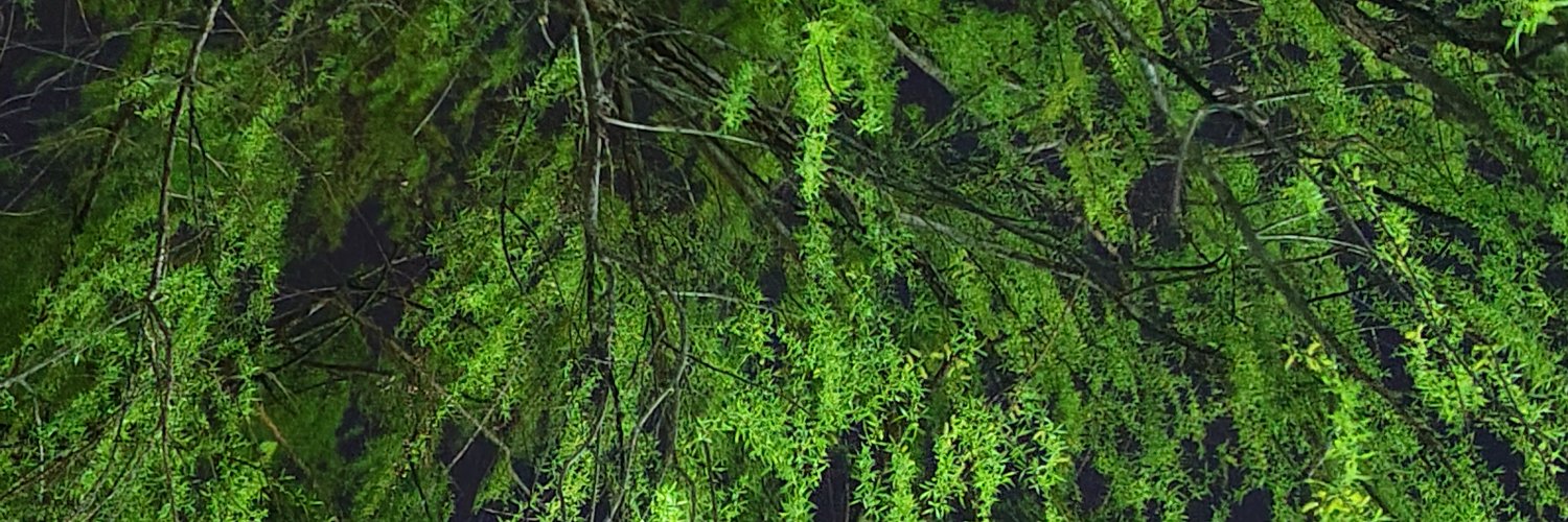 sakanakana's banner