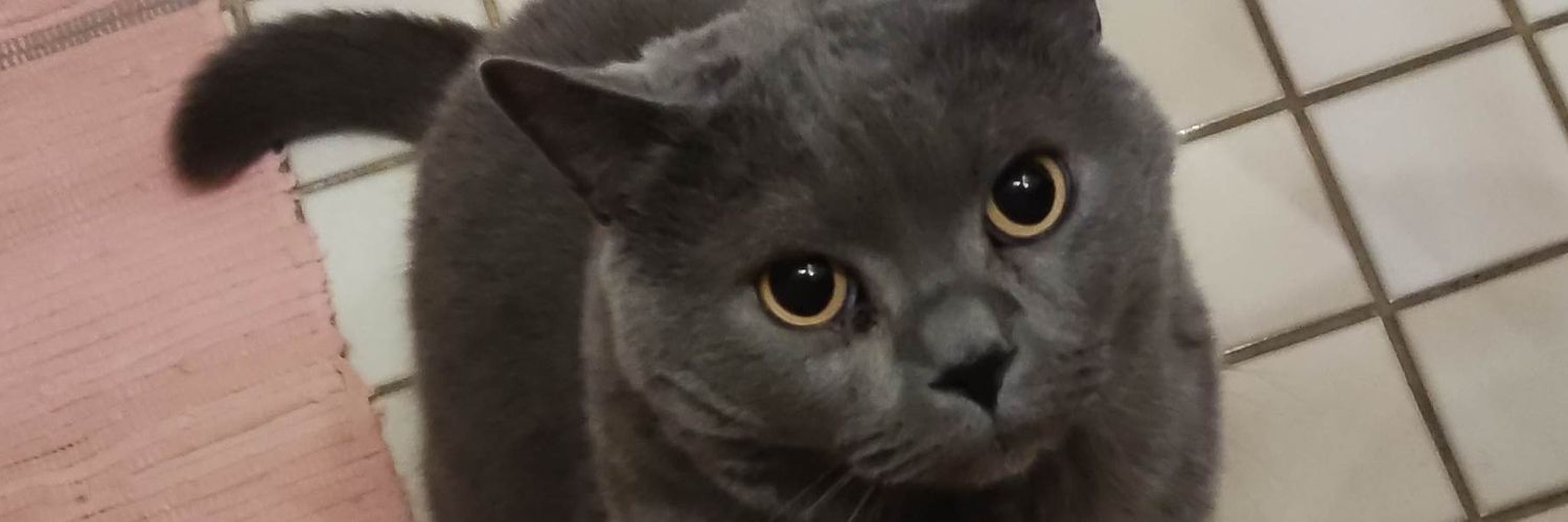 Niggo/HySTeRi banner