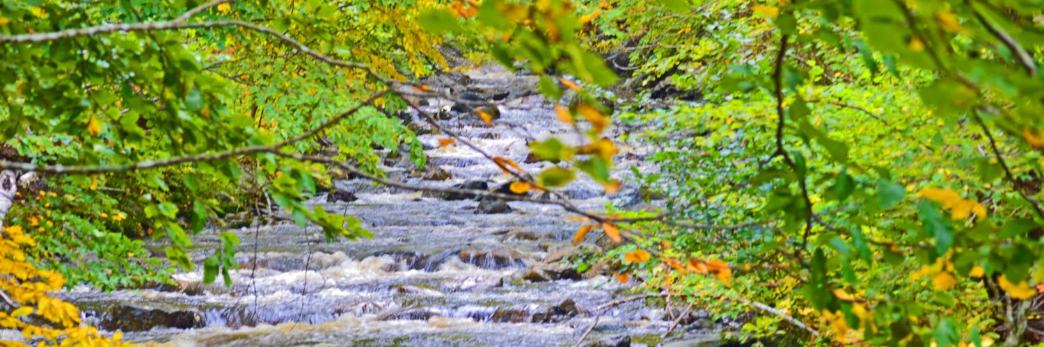 beyondthesoundbite 🇨🇦 {🛑 the 🐂💩} banner