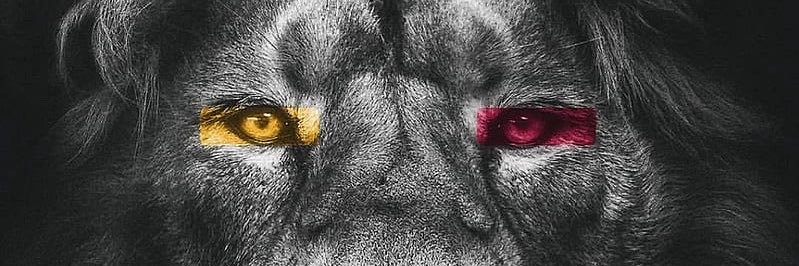lionnbey_'s profile banner image