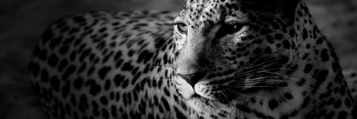 Michael P Fenwicks banner