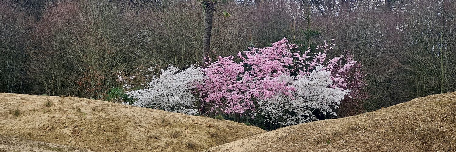 Ineke van Leijden banner