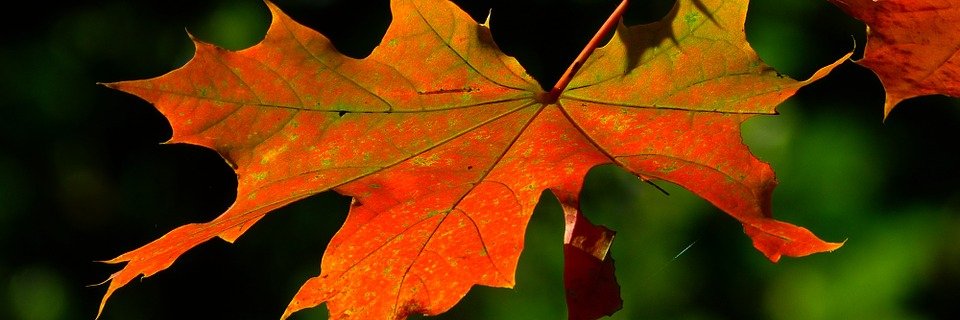 barb_anello's profile banner image