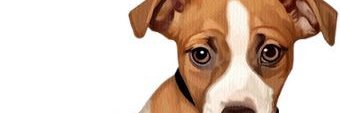 Nadire banner