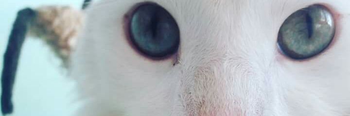 KnataliaV's profile banner image