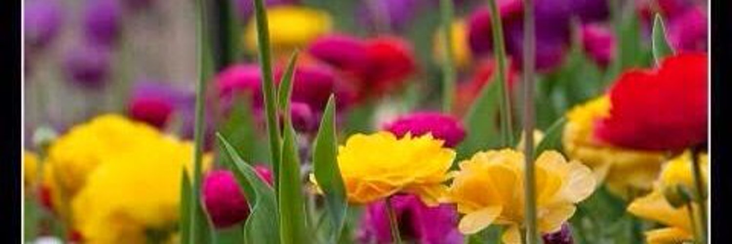susana_cd's profile banner image