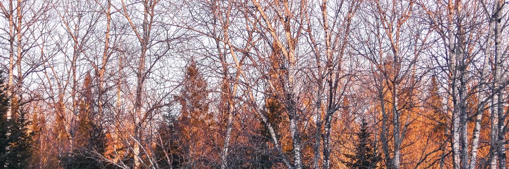 patbourdon's profile banner image