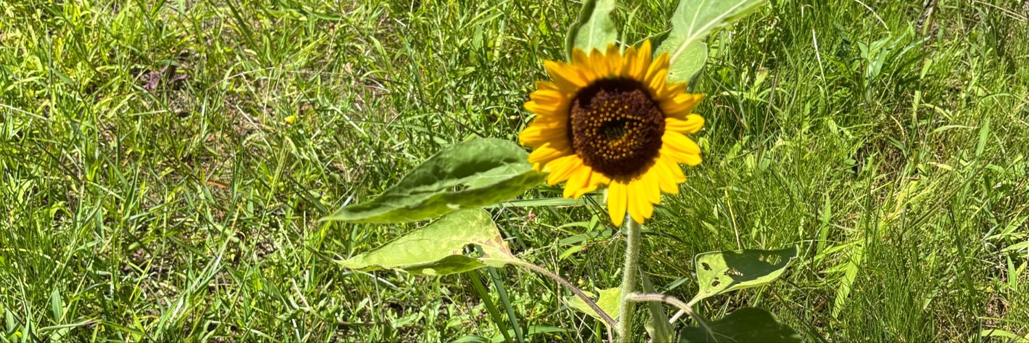 ok_sunflower3's profile banner image