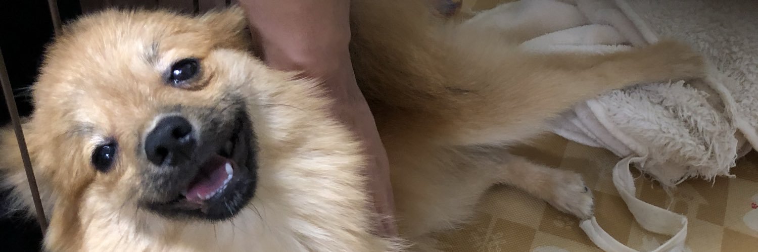 うさきち☺︎たぬ7y🐶しろくろあお banner