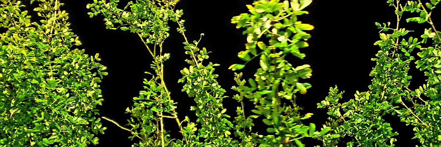 pet_lion's profile banner image