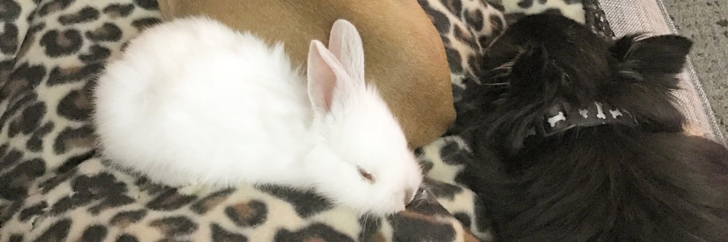 AshRabbit1's profile banner image
