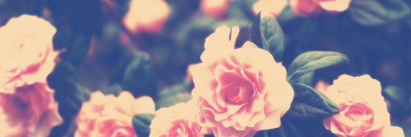 jackieroseb Profile Banner