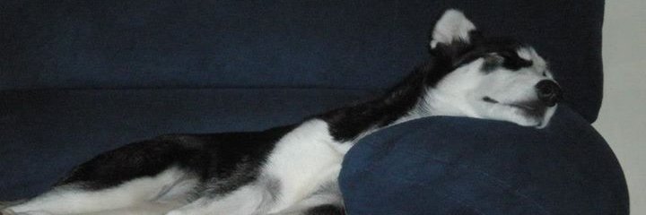 aldolep's profile banner image